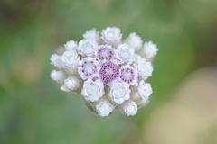 Libinhania sphaerocephala image