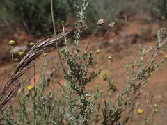Pentzia incana