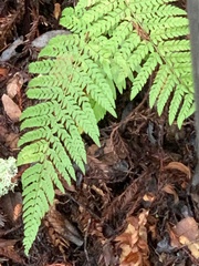 Polystichum dudleyi