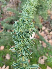 Adenocarpus hispanicus