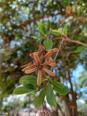 Cordia americana