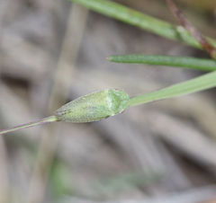 Xerophloea