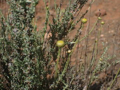 Pentzia incana