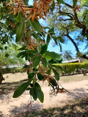 Cordia americana
