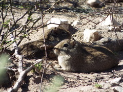 Microcavia australis