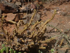 Crassula muscosa