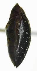 Chelonarium lecontei