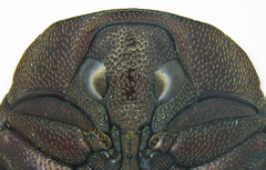 Chelonarium lecontei