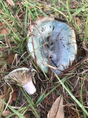 Lactarius chelidonium