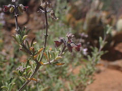 Ocimum burchellianum