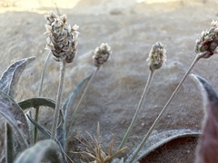 Plantago ovata