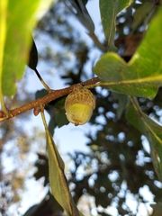 Quercus margaretiae