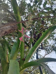 Aechmea bracteata