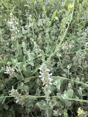 Stachys albens