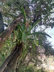 Aechmea bracteata