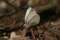 Pieris virginiensis