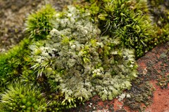 Phaeophyscia orbicularis