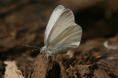 Pieris virginiensis