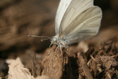 Pieris virginiensis