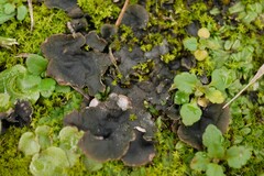 Peltigera didactyla