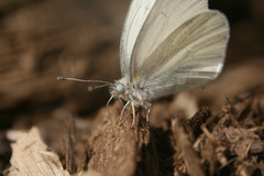 Pieris virginiensis