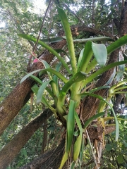 Aechmea bracteata