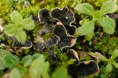 Peltigera didactyla