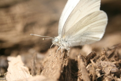 Pieris virginiensis