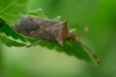 Plinachtus imitator
