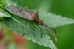 Plinachtus imitator