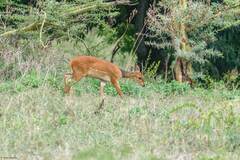 Tragelaphus sylvaticus