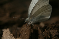Pieris virginiensis