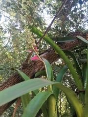 Aechmea bracteata
