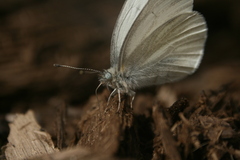 Pieris virginiensis