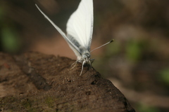 Pieris virginiensis