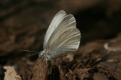Pieris virginiensis