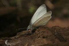 Pieris virginiensis