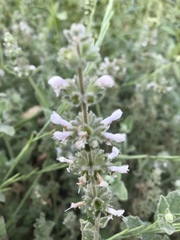 Stachys albens
