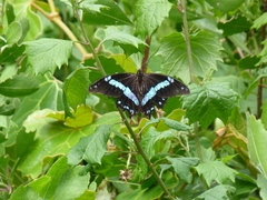 Papilio nireus