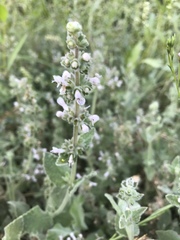 Stachys albens