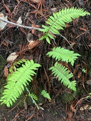 Polystichum californicum × munitum