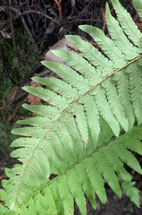 Polystichum californicum × munitum