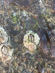 Semibalanus balanoides