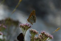 Argynnis