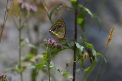 Argynnis