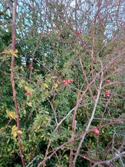 Pyracantha