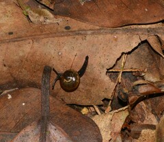 Ovachlamys fulgens