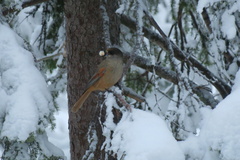 Perisoreus infaustus