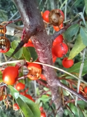 Pyracantha