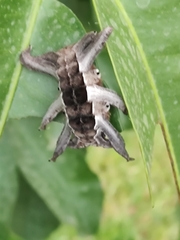 Phobetron hipparchia